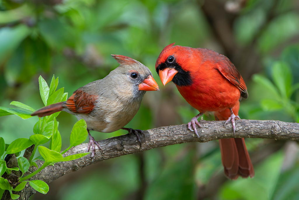 Cardinal mates peering at you