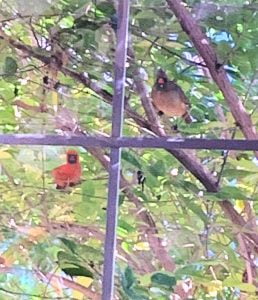 Cardinal mates at window